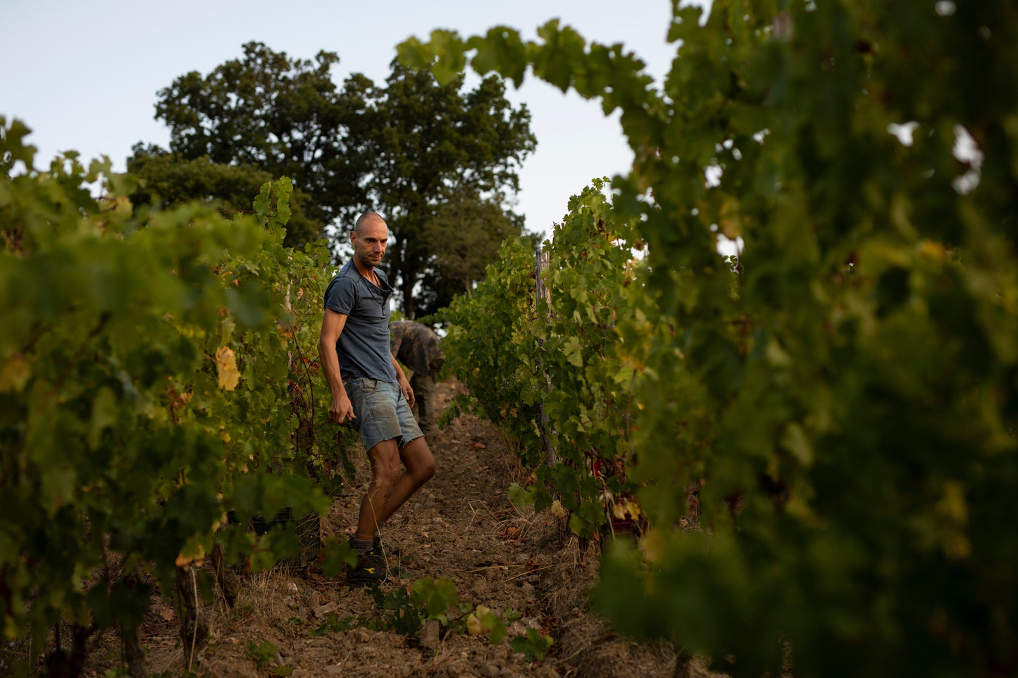 Cabernet Franc 2022 - Magnum