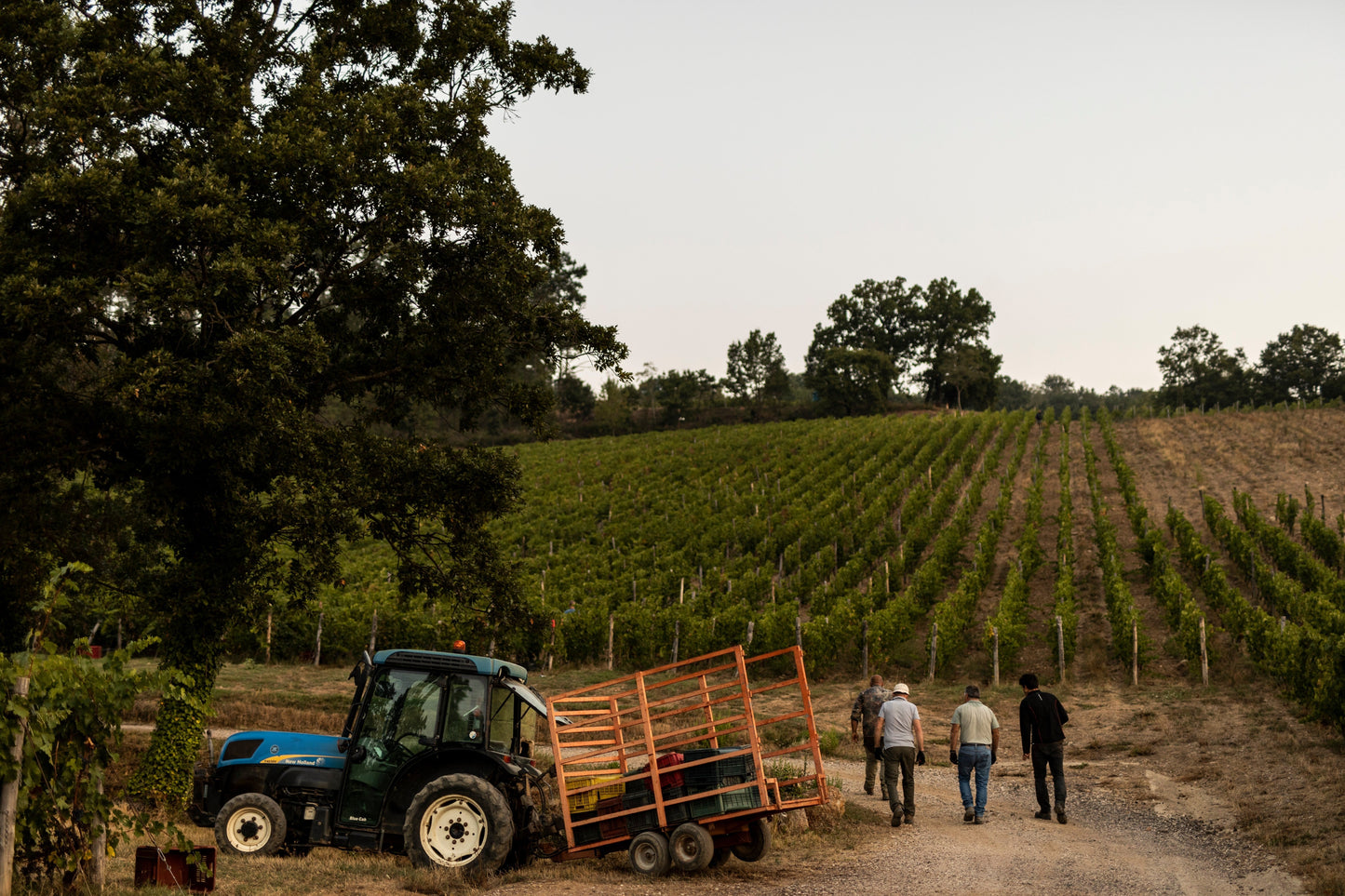 Cabernet Franc 2022